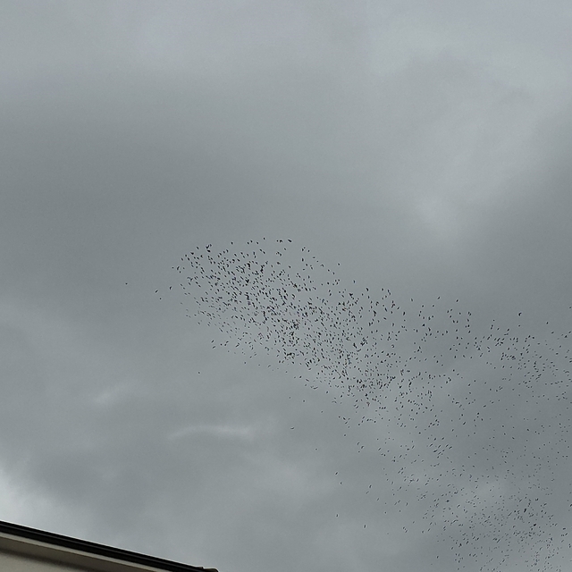 Binlerce kuş gökyüzünde görsel şölen oluşturdu