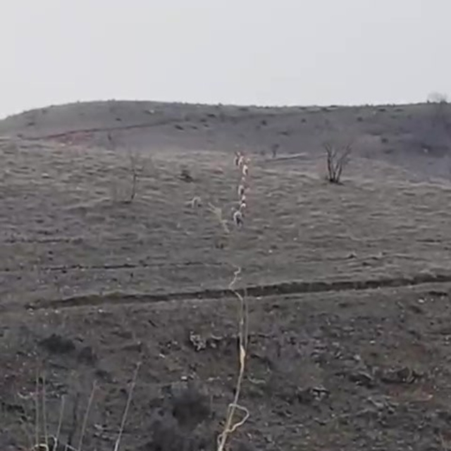 Batman'da nesli tükenme tehlikesinde olan dağ keçileri görüntülendi