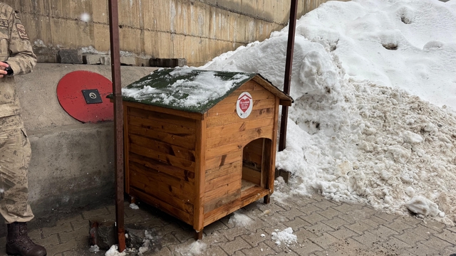 Şırnak'ta gönüllülerde sokak hayvanları için barınak ve mama desteği
