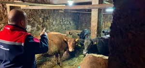 Aydıntepe'de Kırsalda Bereket Projesi ile üretimler devam ediyor