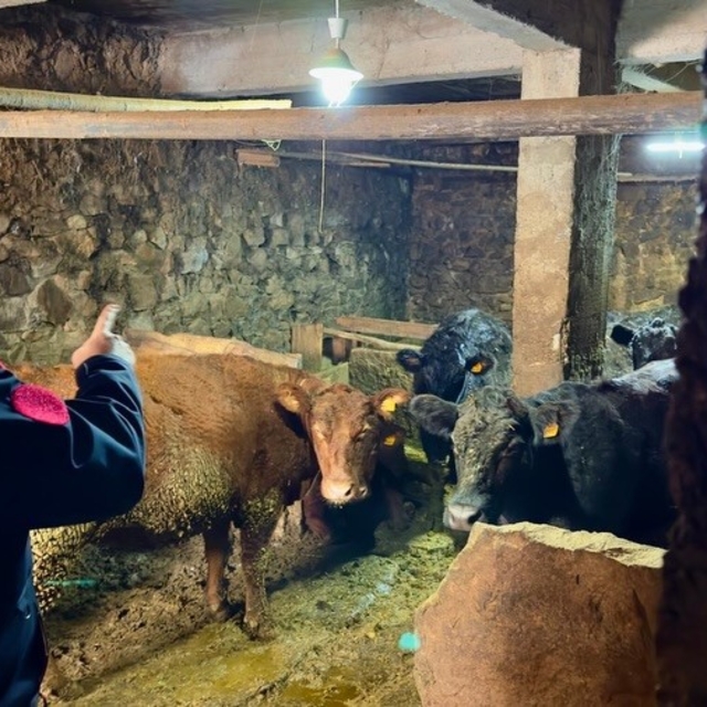 Aydıntepe'de Kırsalda Bereket Projesi ile üretimler devam ediyor