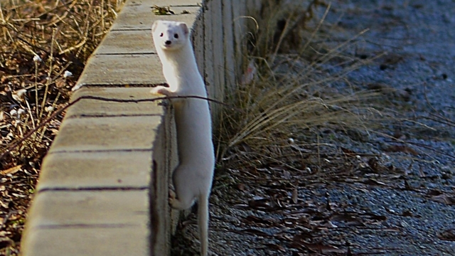 Tatvan sahilinde "Beyaz Gelincik" görüntülendi