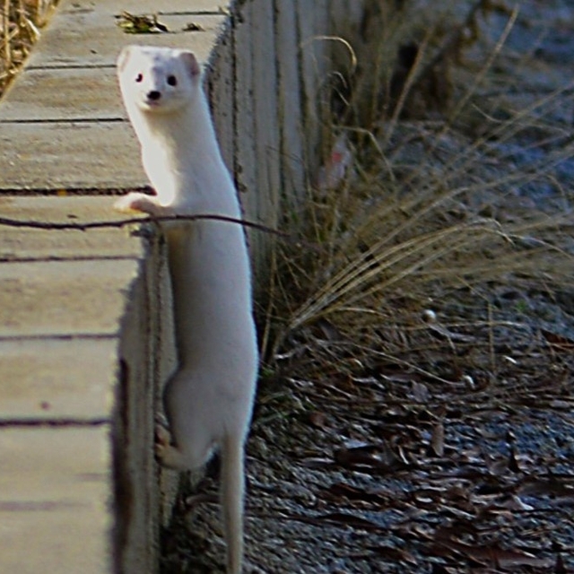 Tatvan sahilinde "Beyaz Gelincik" görüntülendi