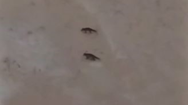 Son yılların en soğuk kışını yaşayan Sivas'ta yabani hayvanlar sık sık yerleşim bölgelerine iniyor