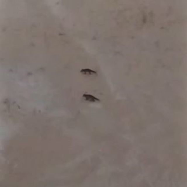 Son yılların en soğuk kışını yaşayan Sivas'ta yabani hayvanlar sık sık yerl...