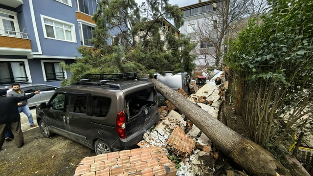 Samsun'da şiddetli rüzgar nedeniyle devrilen ağaçlar 3 araca zarar verdi