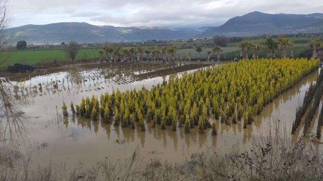 Sağanak yağış Ödemiş'te zarara neden oldu
Tarlalar, süs bitkisi bahçeleri sular altında kalırken, evleri ve hayvan damlarını su bastı