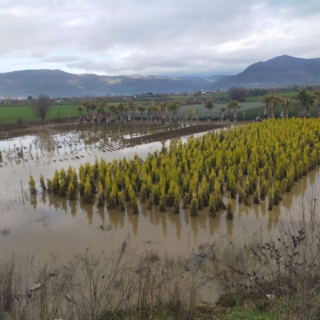 Sağanak yağış Ödemiş'te zarara neden oldu
Tarlalar, süs bitkisi bahçeleri s...