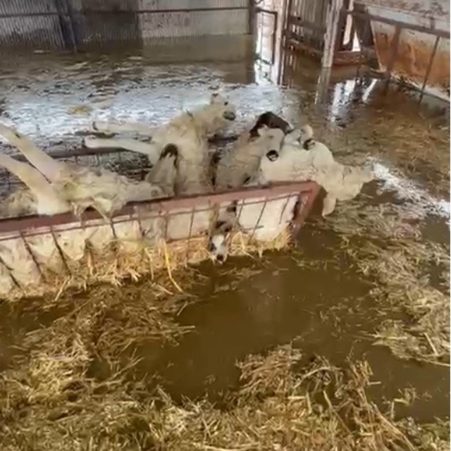 Sular altında kalan hayvan damındaki koyunlar telef oldu