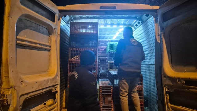 Bilecik'te 1265 kanatlı hayvana el konuldu