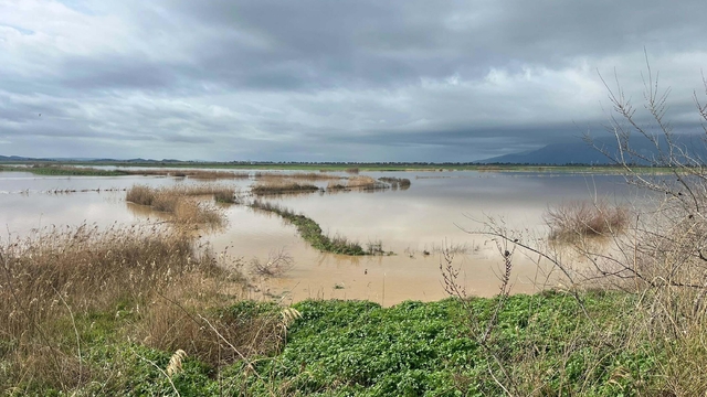 Büyük Menderes Nehri yine taştı; Söke Ovası'nı su bastı