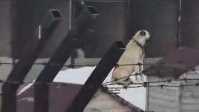 Erzincan'daki deprem öncesi Sivas'taki Kangal köpekleri tepki verdi