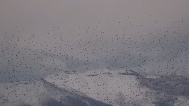 Sığırcık kuşlarının uyum halinde aynı yöne uçtuğu anlar kamerada