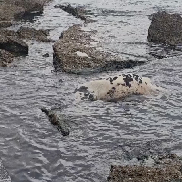Gelibolu'da ölü inek sahile vurdu