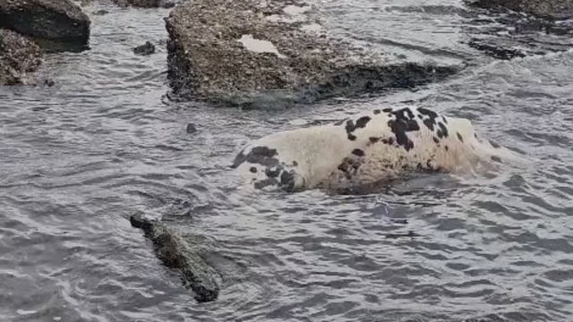 Gelibolu'da ölü inek sahile vurdu