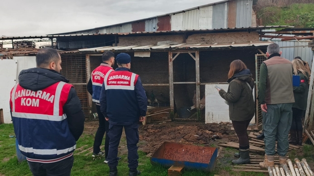 Sakarya'da düzenlenen operasyonda çok sayıda kaçak hayvan ele geçirildi