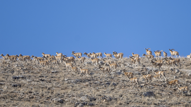 "Anadolu cerenleri" Konya'daki doğal yaşam alanlarında görüntülendi