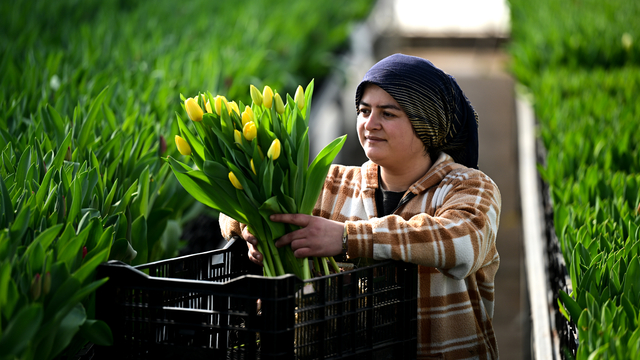 Antalya'da suda yetiştirilen laleler iç piyasada yoğun talep görüyor