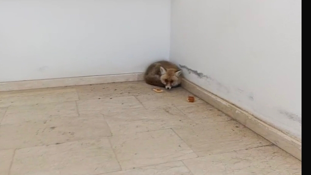 Palu'da okulun içine giren tilki kamerada