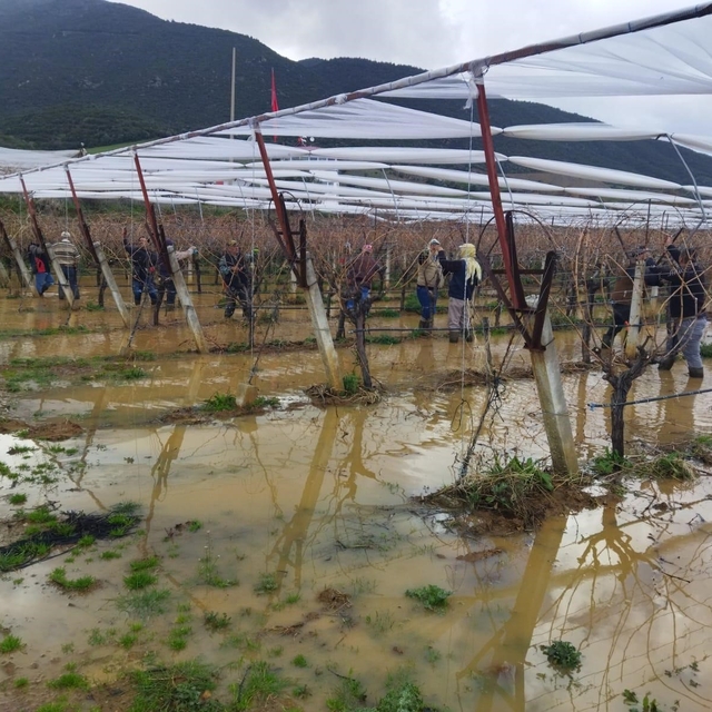 Göle dönen bağlarda budama mücadelesi