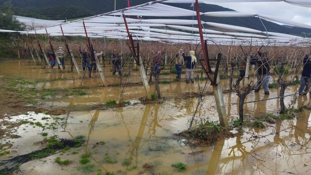 Göle dönen bağlarda budama mücadelesi