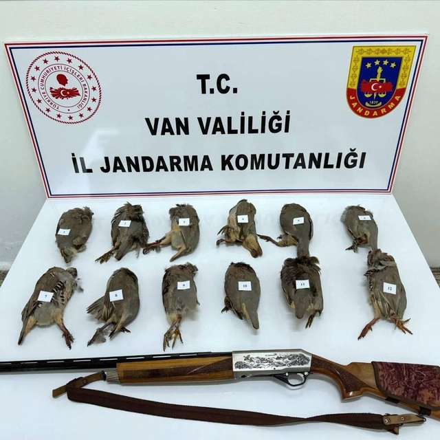Durdurulan araçta ruhsatsız av tüfeği ile vurulmuş 12 kınalı keklik ele geç...
