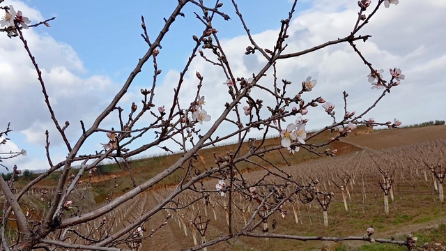 Sarıgöl'de badem ağaçları çiçek açtı