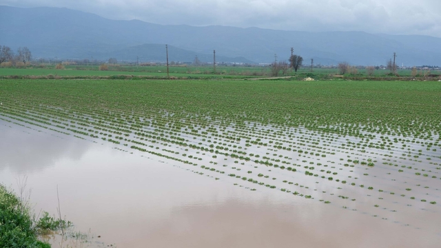 Küçük Menderes Nehri taştı; Ödemiş ilçesinde tarım alanları ve ahırları su bastı