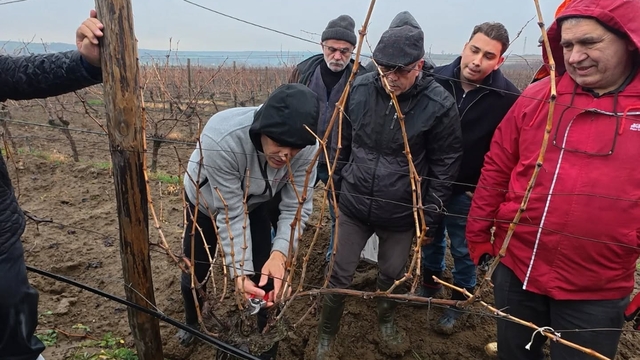 Tekirdağ'da "Bağlarda Kış Budaması" eğitimi düzenlendi