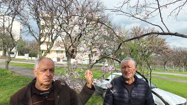 Balıkesir'de bademler çiçek açtı