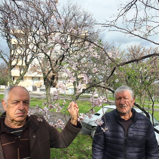 Balıkesir'de bademler çiçek açtı