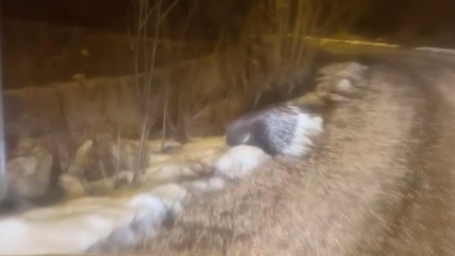 Afrika'nın tehlikeli kirpisi Sivas'ta görüntülendi