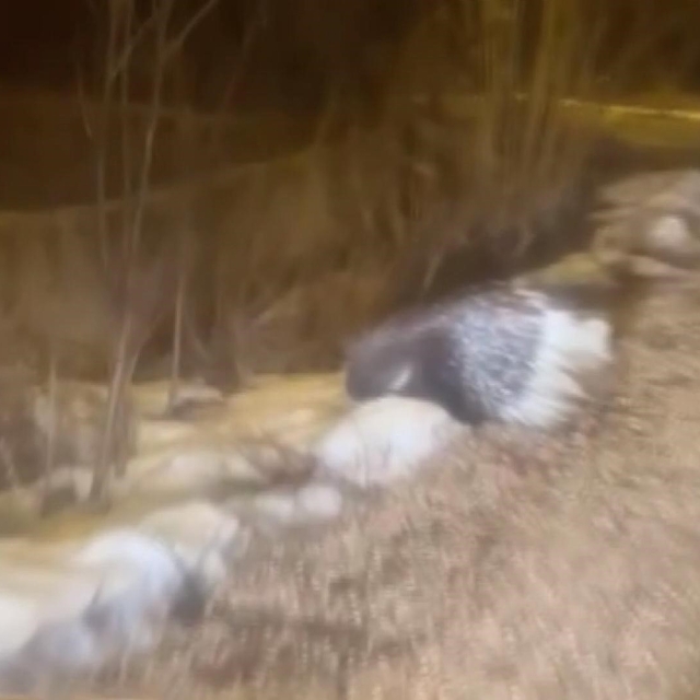 Afrika'nın tehlikeli kirpisi Sivas'ta görüntülendi