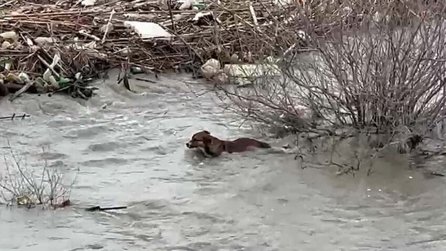 Köprüden nehre düşen sokak köpeği, yüzerek kıyıya ulaştı