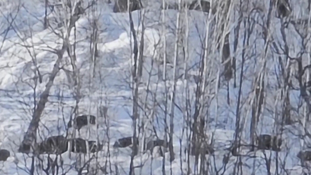 Munzur Vadisi'nde karlı dağlarda yiyecek arayan domuz sürüsü görüntülendi