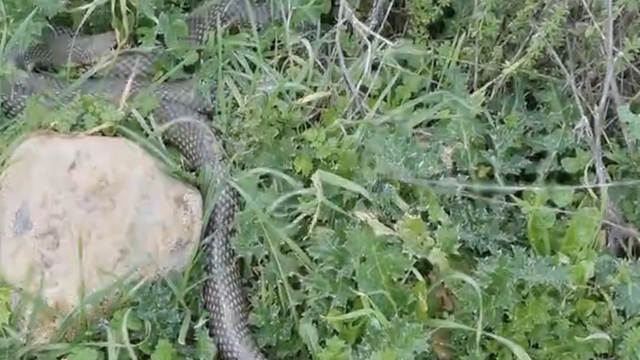 Çan'da 2 metrelik yılan kamerada