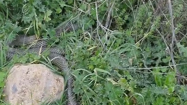 Çanakkale'de yaklaşık 2 metrelik yılan cep telefonu kamerasıyla görüntülendi