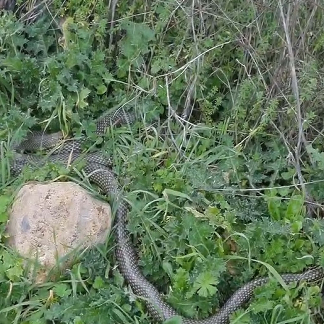 Çanakkale'de yaklaşık 2 metrelik yılan cep telefonu kamerasıyla görüntülend...