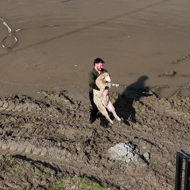 Meriç Nehri taştı; hayvanlar tahliye edildi, çiftçi malını kurtardı