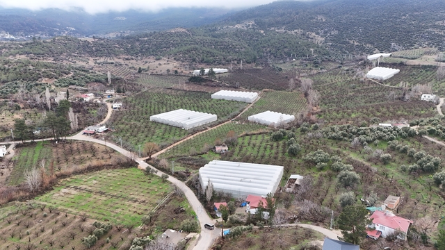 Mersin'de serada yetiştirilen erik ağaçları çiçeklendi