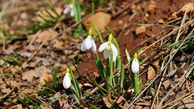 Konya'nın yüksek kesimlerinde kardelenler görücüye çıktı