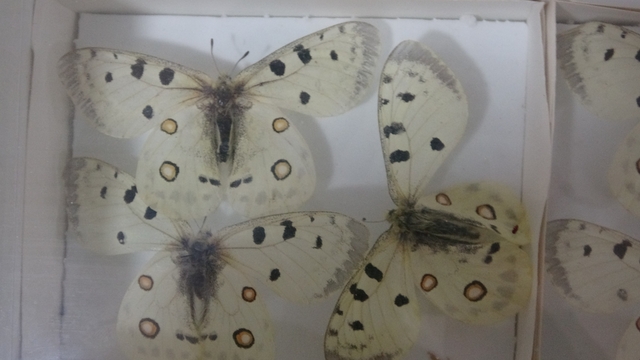 Böcek Müzesi 30 bin örnekle bilime katkı sunuyor, çocukların korkularını yeniyor
Isparta'daki Böcek Müzesi bilimsel mirası ziyaretçilerle buluşturuyor