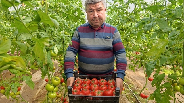 Simav'da yetişen 'coğrafi işaretli' Eynal domatesi pazarlarda ilgi görüyor
