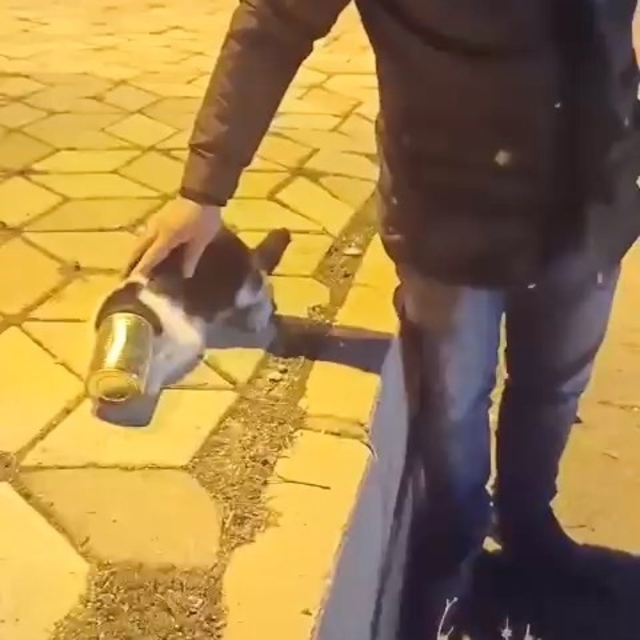 Başına konserve sıkışan kedi kurtarıldı