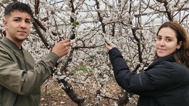 Türkiye karla kaplıyken Silifke'de erik ağaçları çiçek açtı
Mikroklima etkisiyle Silifke'de erik ağaçları şubat ayında çiçeklendi, mart ayında hasadı hedefleniyor