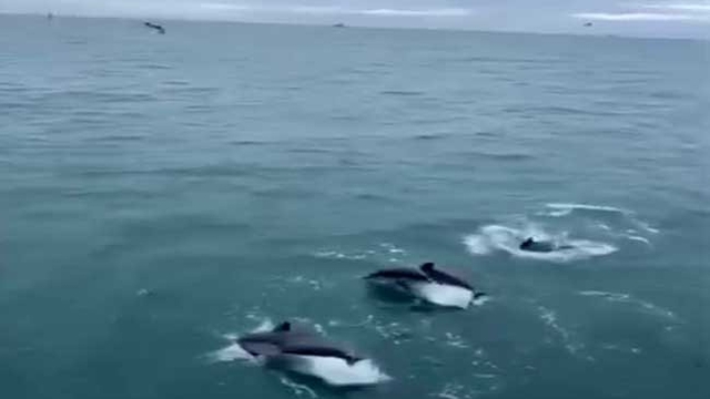 Sinop'ta yunusların balıkçı teknesiyle dansı kamerada