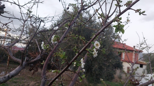 Sarıgöl'de ağaçlar çiçek açtı, dağlar mantar doldu