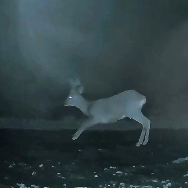 Ganos'ta doğanın neşesi karacalar görüntülendi