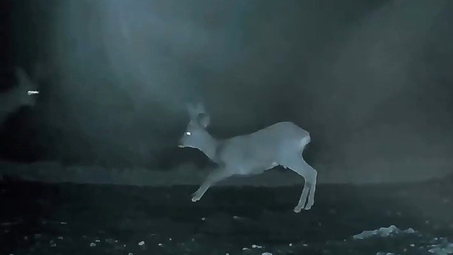 Ganos'ta doğanın neşesi karacalar görüntülendi