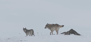 Köye inen kurtlar dronla görüntülendi